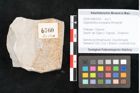 Foto (Objekt + Etikett) von Glyptostrobus europaeus Brongniart (NHMW-GEO-2024-0188-6760)